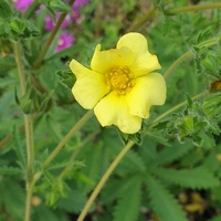 Potentilla recta var. sulphurea